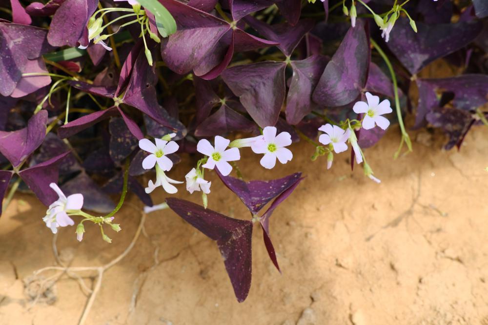 新买的紫叶酢浆草怎么养