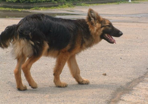 狗狗趴蹄怎么办