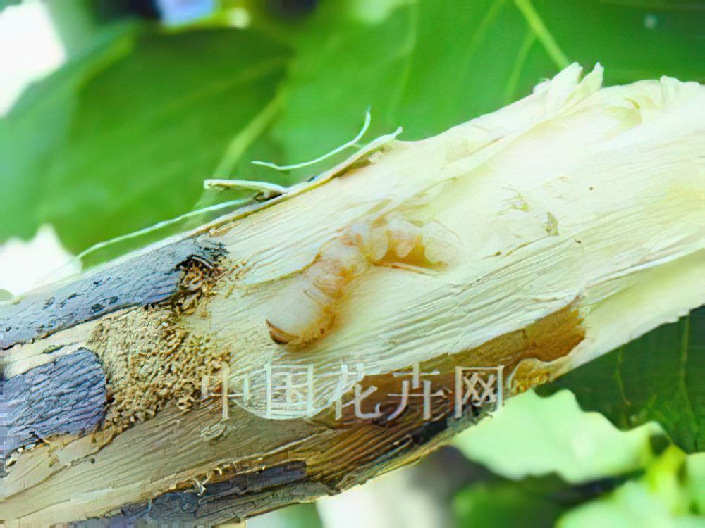 华北盐碱地无花果养护技术