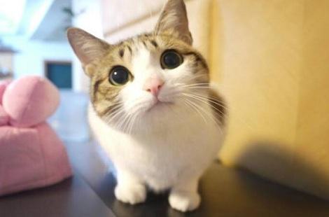 要怎么给猫咪选择猫砂和猫厕所？