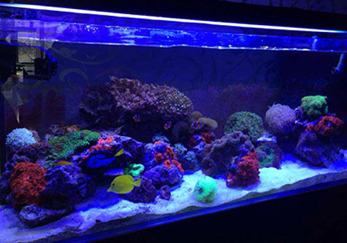 海水缸停电怎么办？