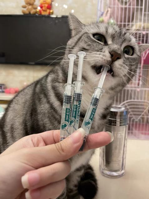 养猫小白怎么判断猫要不要驱虫？