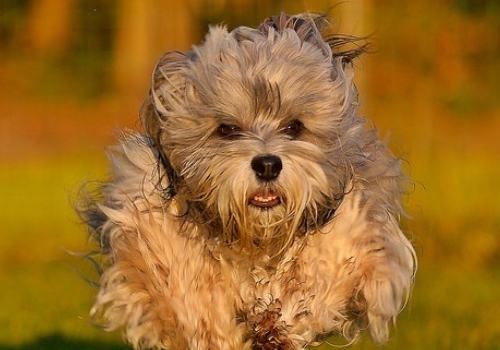 狗狗能用人用牙膏刷牙吗