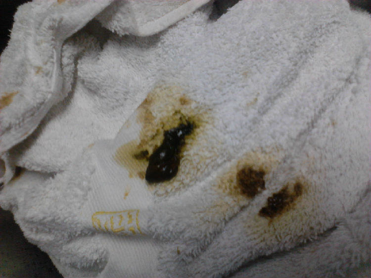 宠物龟胃肠炎的诊治 宠物龟胃肠炎的诊治