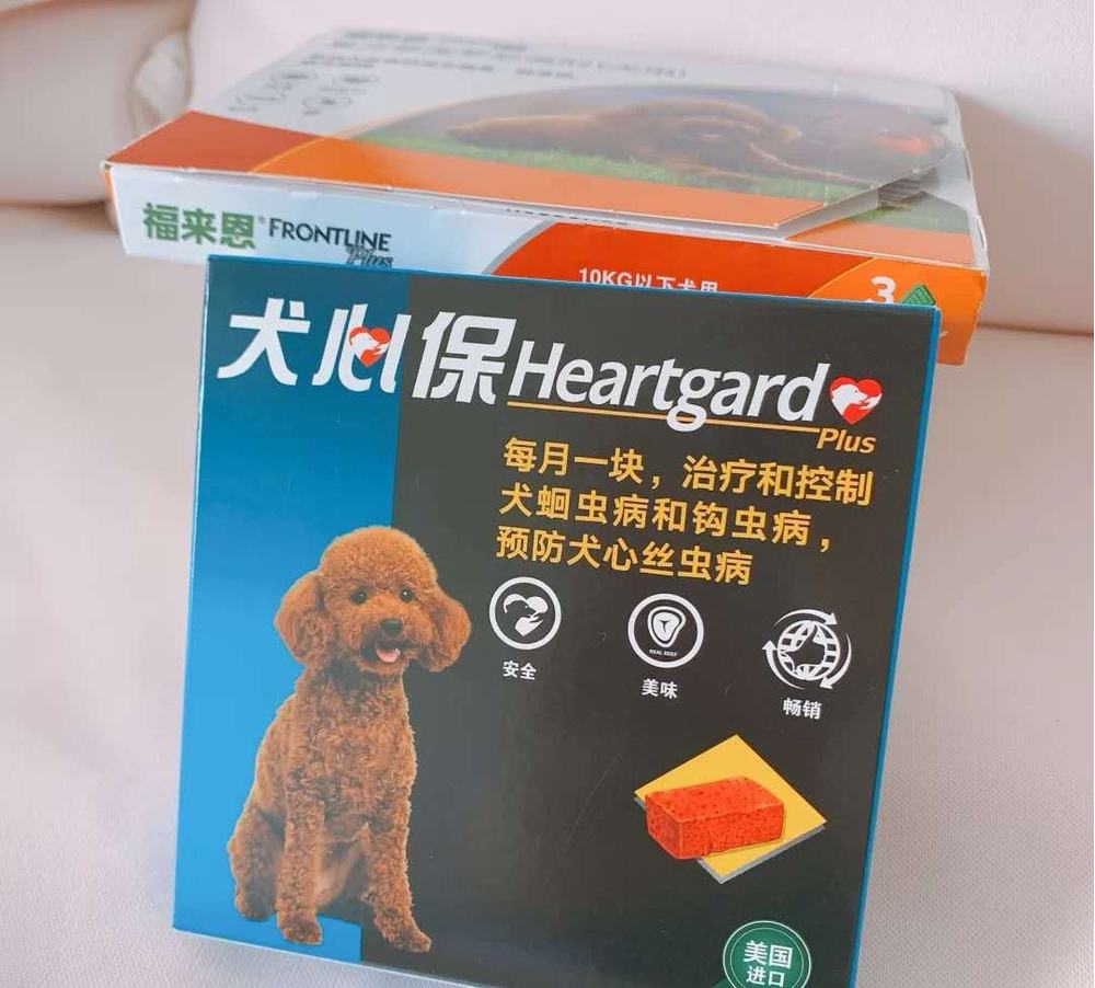 小狗呕吐是什么原因？搞清楚再治疗！