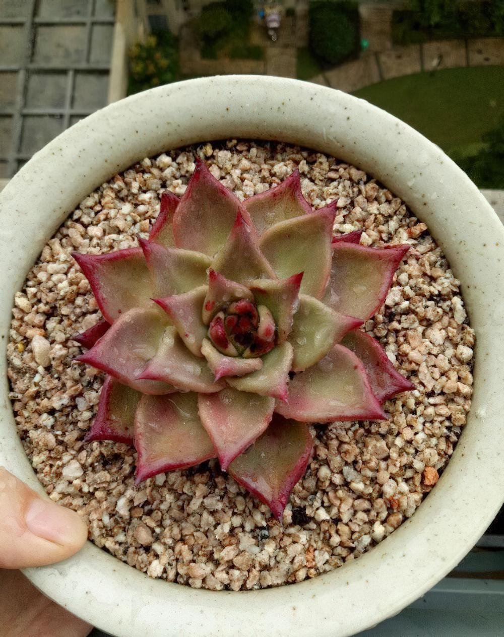 我就想问还有谁？能像我这样拼命给多肉植物淋雨的