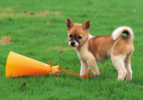 狗狗眼中的世界是怎样的