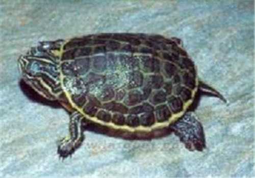 东部网目鸡龟的形态特征