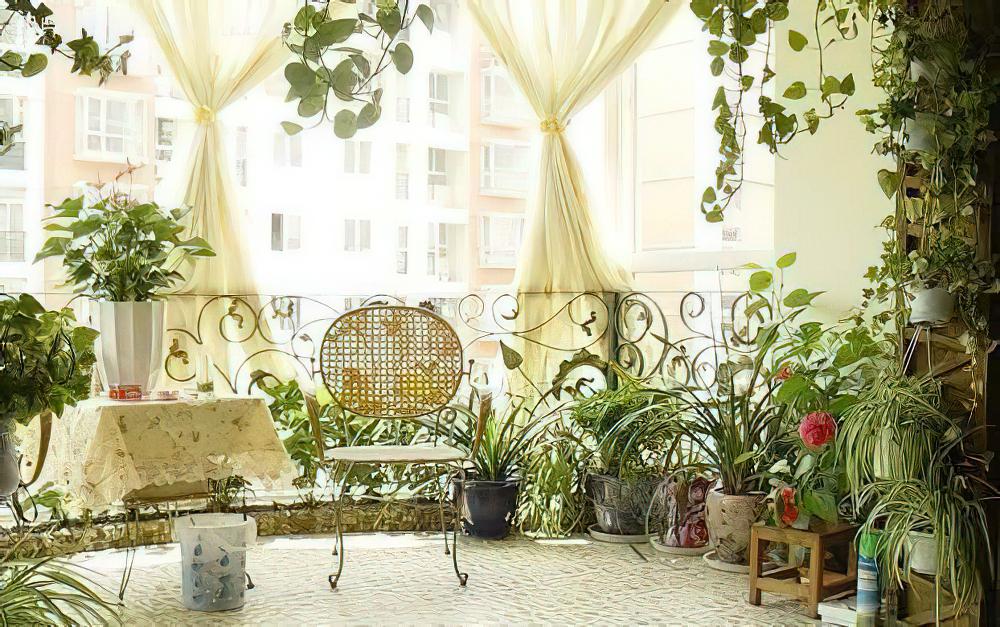 阳台植物摆错：要当心疾病