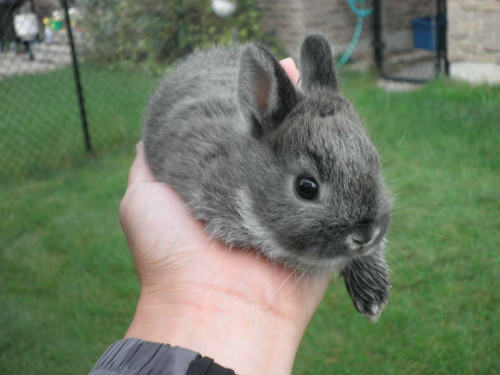 荷兰侏儒兔的喂食要点