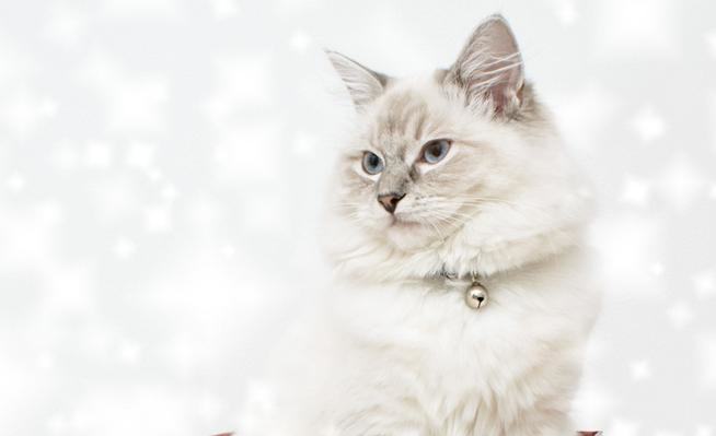 冬季如何预防猫咪感冒