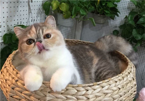 猫咪住高楼有利也有弊 猫咪住高楼有利也有弊