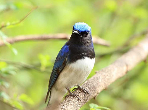 白腹蓝翁的环境要求