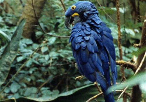 紫蓝金刚鹦鹉的喂食要点