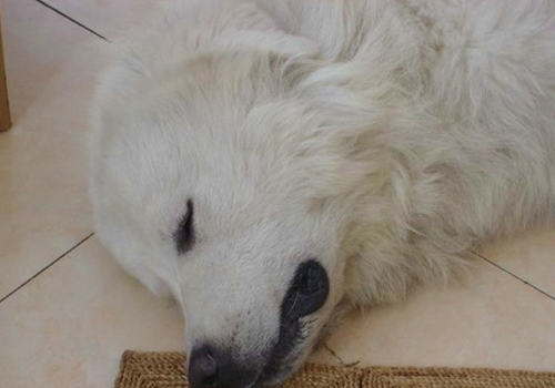 狗狗误食了老鼠药怎么办