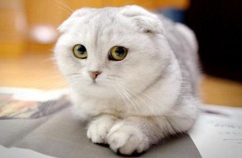 折耳猫为什么不能养?折耳猫不能养的三大理由 折耳猫为什么不能养?折耳猫不能养的三大理由