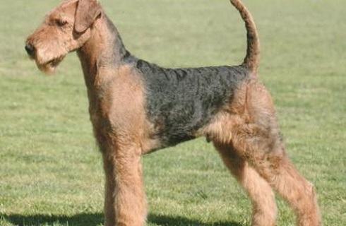 万能梗怎么样？万能梗的缺点