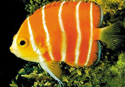 一些以鱼为主的水草造景