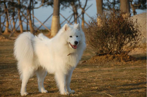爱斯基摩犬如何训练