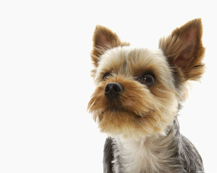 科学证明狗狗的嫉妒心理