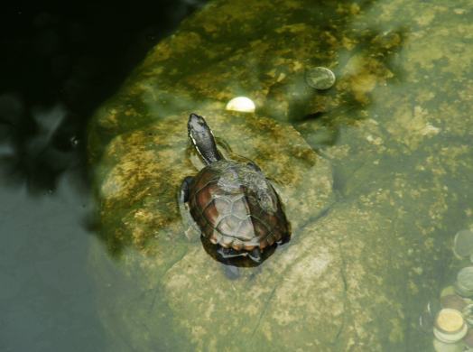 龟龟患上呼吸道疾病症状