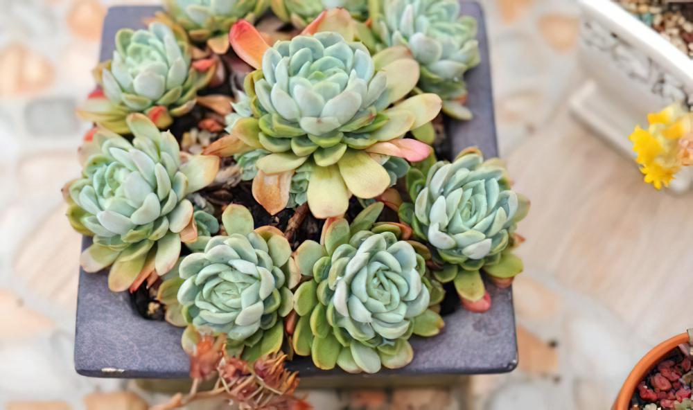 冰梅月影 Echeveria .Rasberry ice