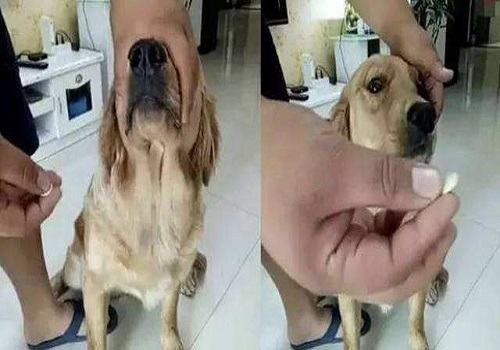 怎么样可以乖乖的让狗狗吃药？