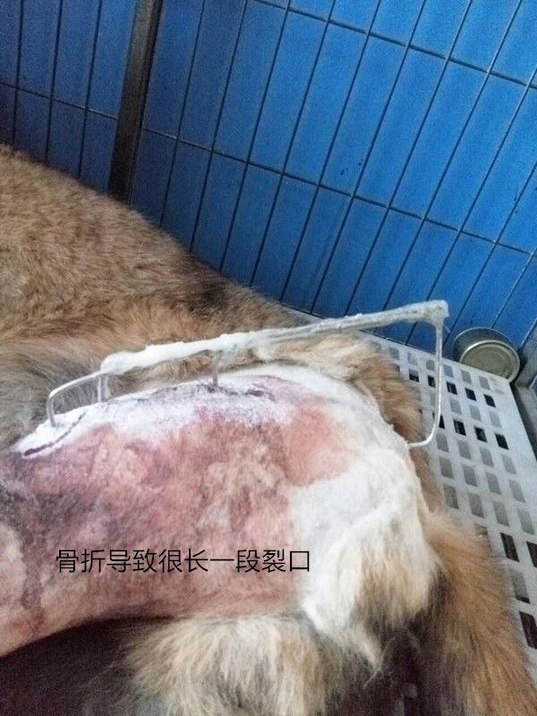 犬几种病例的伤口处理