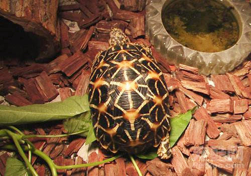 鳞甲金字塔状印度星龟
