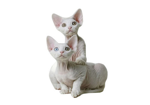 德文卷毛猫