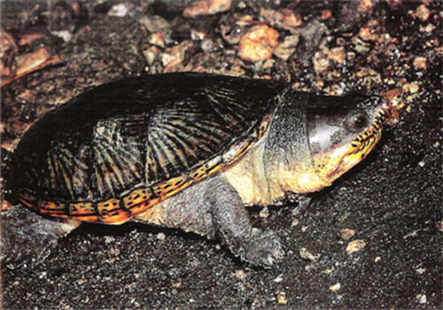 鹰嘴泥龟的外观特征
