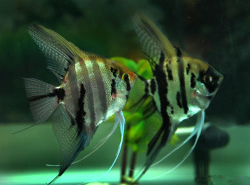 神仙鱼呼吸急促的原因及处理