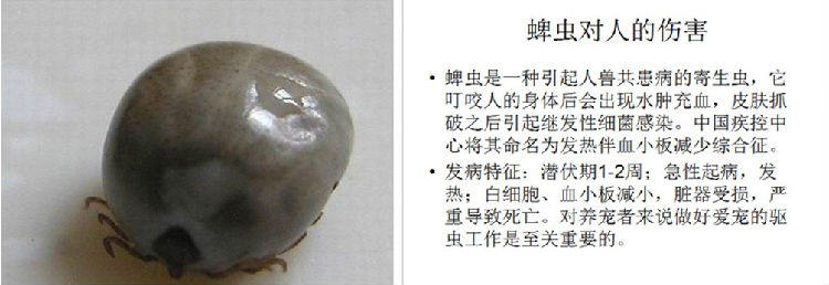 犬猫常见的寄生虫——蜱、蚤和虱