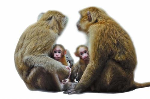 石猴多少钱一只？日本石猴介绍