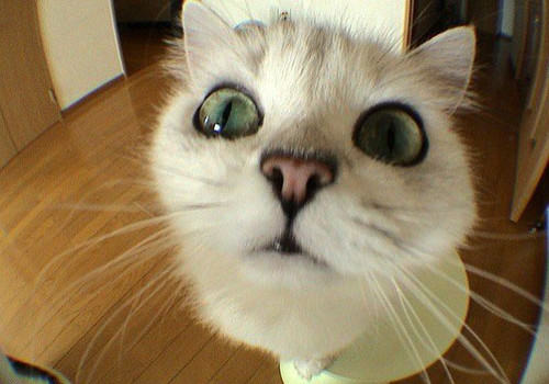 造成幼猫死亡的七大杀手