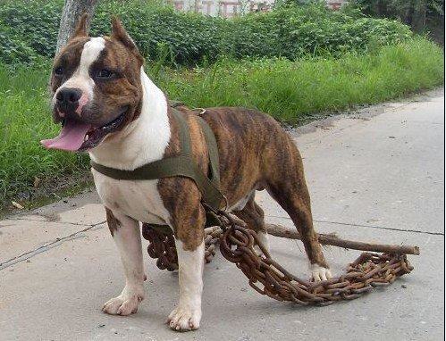 斯塔福犬好养吗?斯塔福犬饲养