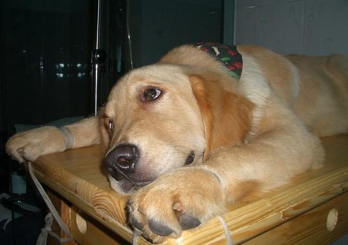 如何治疗犬瘟热 如何治疗犬瘟热