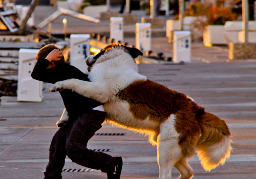 狗狗到底是该圈养还是放养