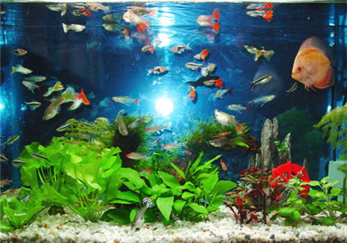净化水族箱水质的方法