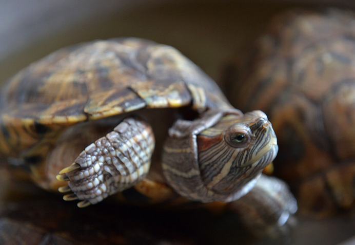 哪些人养宠物龟需慎重