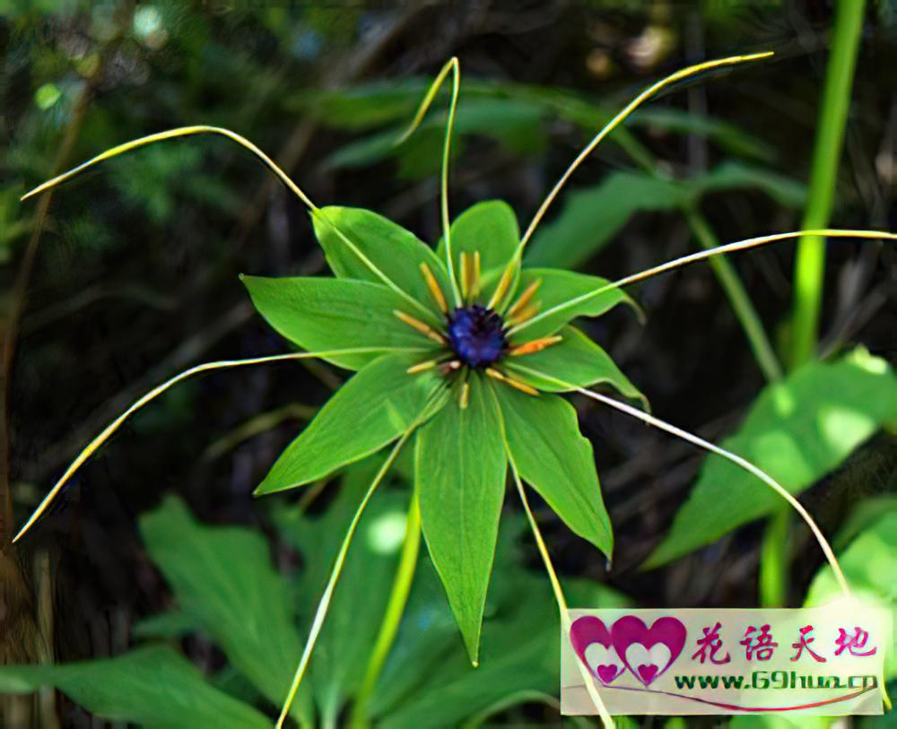 七叶一枝花的花语：恩德