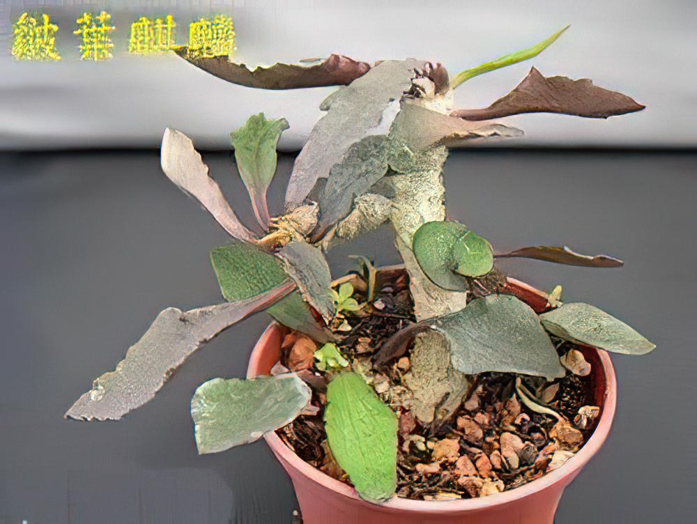 皺葉麒麟的栽培与管理(图)