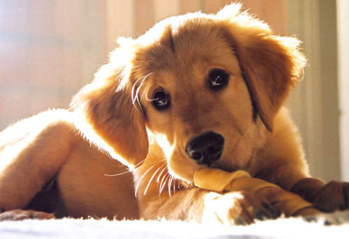 关于给狗狗啃骨头的一些说法