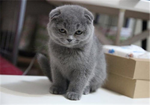 猫三体炎的临床症状与治疗方法