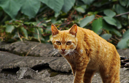 四川简州猫简介 四川简州猫简介