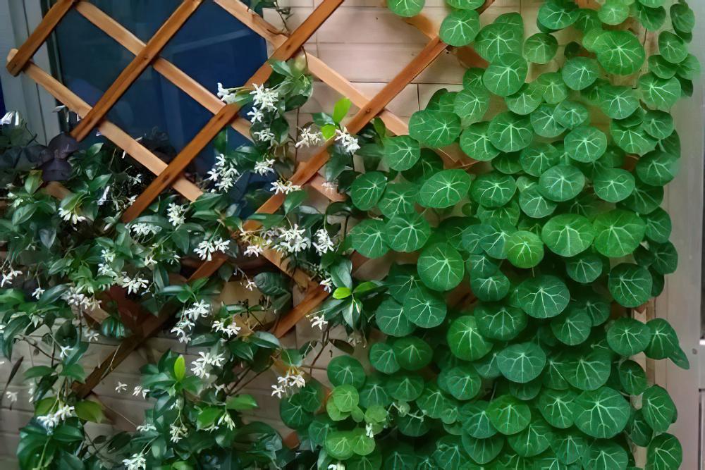 这18种花，挂窗台窜成绿窗帘，天热了遮阴真凉快！