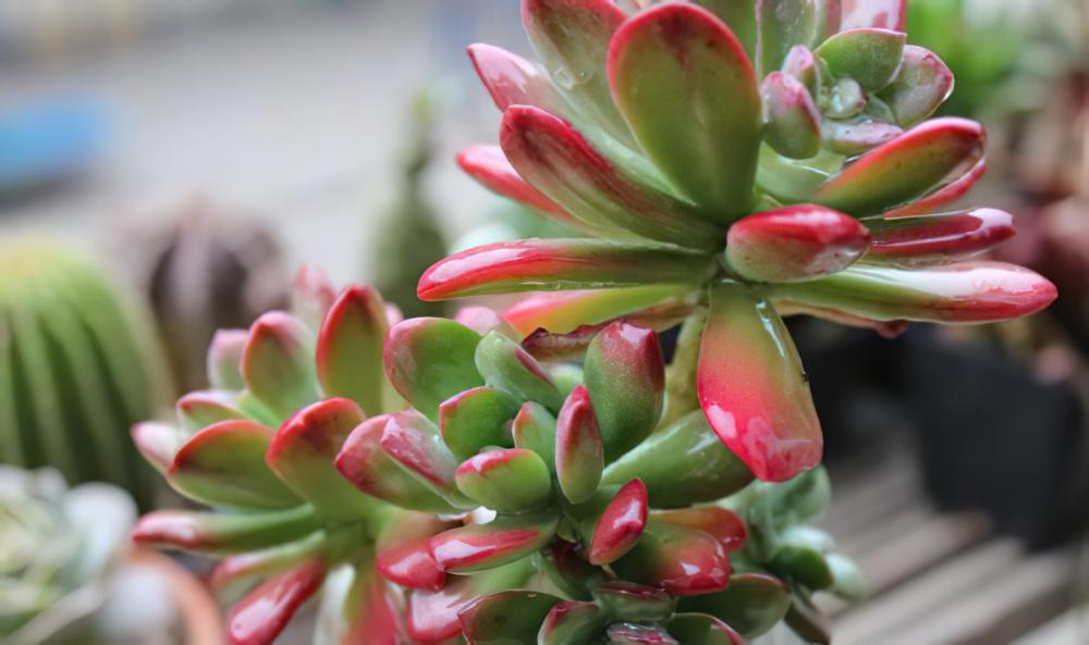 红稚莲 Echeveria macdougallii