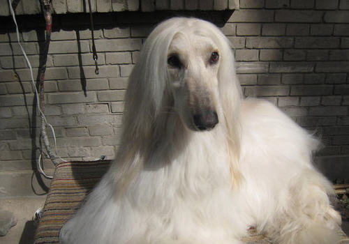 狗狗急性中暑怎么办 狗狗急性中暑怎么办