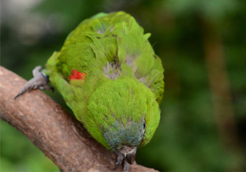 红肩金刚鹦鹉的养护要点