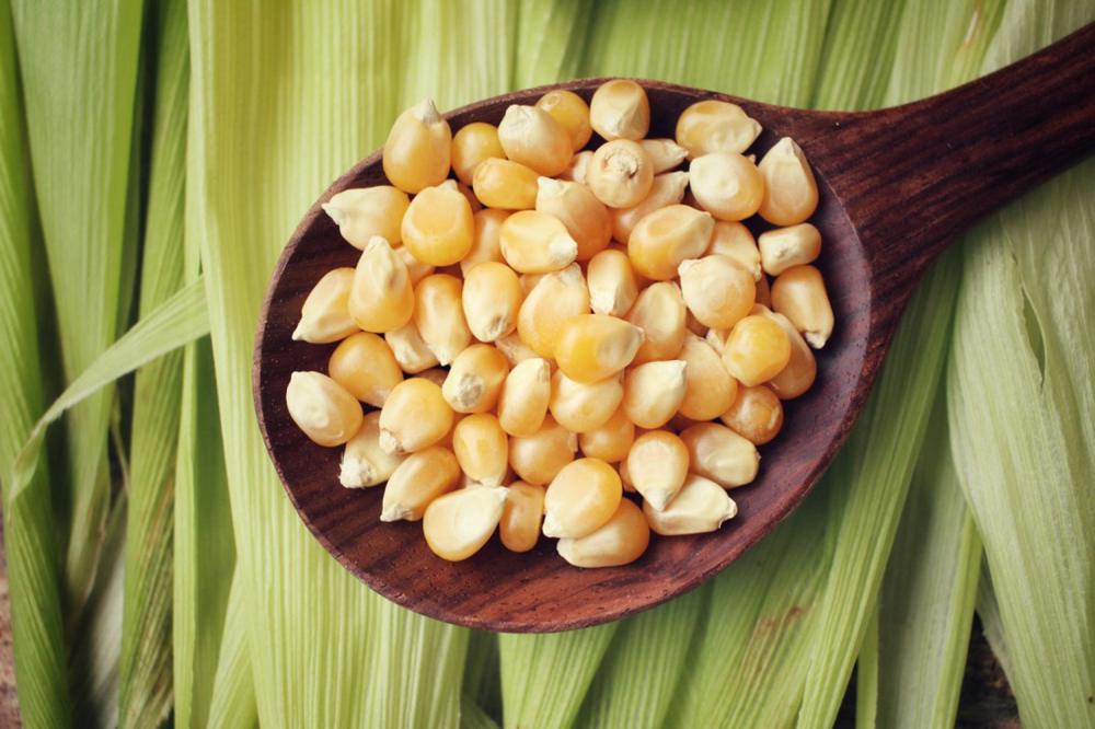 玉米生长周期